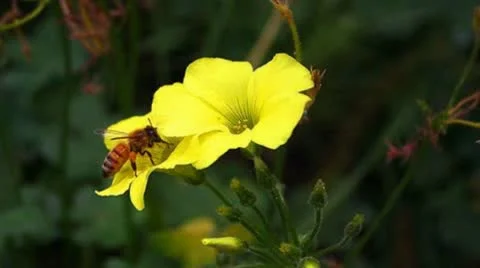 Bee on Yellow Flowers Stock-Footage 10313407