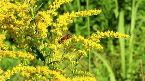 Bee on yellow flowers Stock Footage 29517480