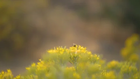 Bee on Yellow Flowers Stock Footage 90148587