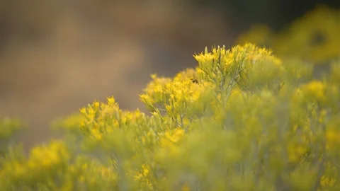Bee on Yellow Flowers Stock Footage 90148735