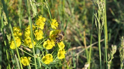 Bee on the yellow flowers Stock Footage 129416654