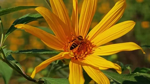Bee on the yellow flowers. Stock Footage 304406477
