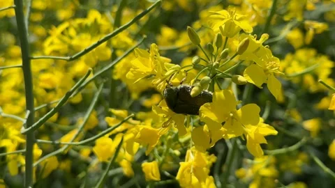 Bee on Yellow Flowers Stock Footage 310821746