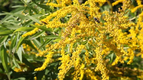 Bee on yellow flowers – macro shot Stock Footage 30402680