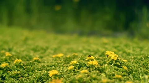 Bee on Yellow Flowers Meadow. Stock Footage 306652906