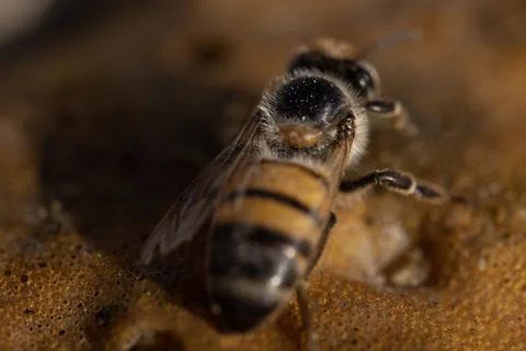 Bee On Yellow Foam 스톡 사진