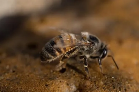 Bee On Yellow Foam Stock Photos
