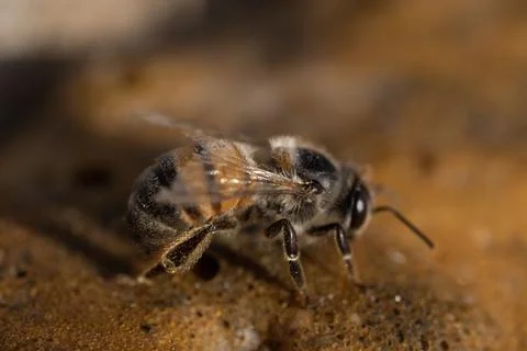 Bee on Yellow Foam, Sharp Stock Photos