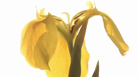 Bee on yellow Iris Stock Footage 5087776