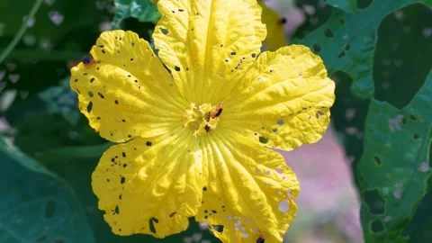 Bee on Yellow Luffa Flower Stock Footage 265874027