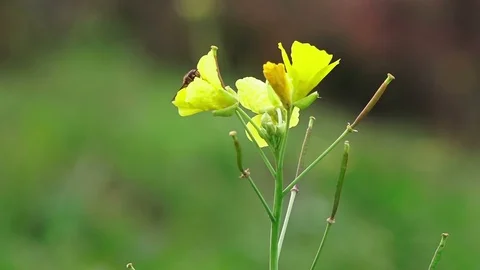 Bee on a yellow meadow flower Stock Footage 103383969