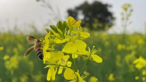 Bee on yellow mustard flower Stock Footage 171741010