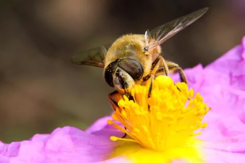 Bee in yellow Stock Photos