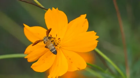 Bee with yellow pollen, bee on beautiful fresh flower, Stock Footage 140751508