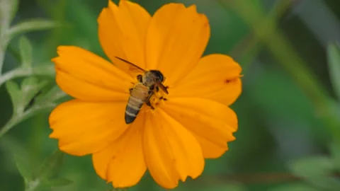 Bee with yellow pollen, bee on beautiful fresh flower, Stock Footage 140751787