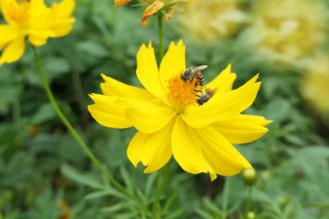 Bee on yellow Pollinates Flower., Close up bee are sucking on flower in blur Stock Photos