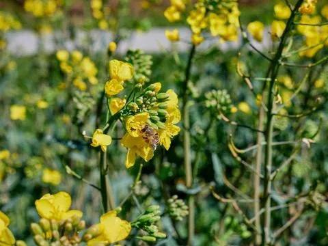 Bee on yellow rape flower Фото