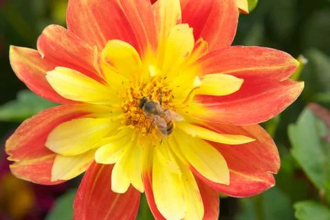 Bee yellow red Stock Photos