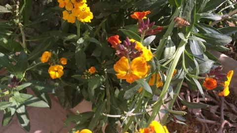 Bee on yellow spring flowers Stock Footage 127978460