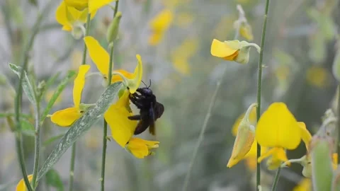 Bee, yellow, summer, spring, insect, natural, 스톡 동영상 157369307