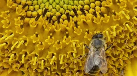 Bee on yellow sunflower Stock Footage 43887416