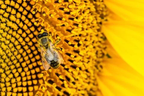 Bee on yellow sunflower Stock Photos
