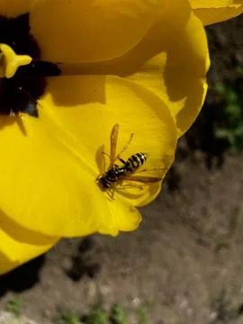 Bee on yellow tulip leaf Stock-Fotos