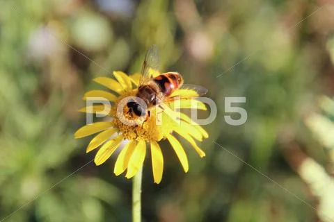 A bee on a yellow wild flower Stock Photos