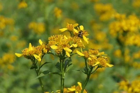 Bee on the Yellow Wingstem Flower Stock Photos