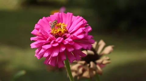 Bee on Zinnia flower Stock Footage 67817647