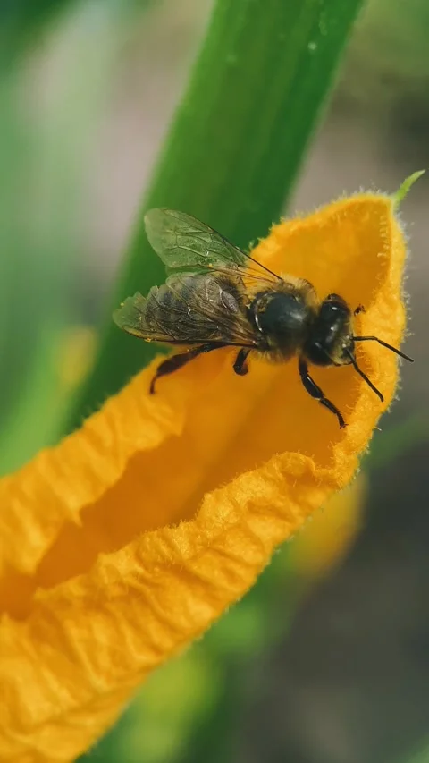 Bee on zucchini flower looking for nectar, close up, macro, insect world, vertic Stock Footage 254584478