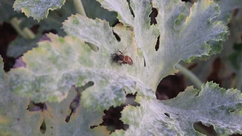Bee on a zucchini leaf on a summer day Stock Footage 267559494