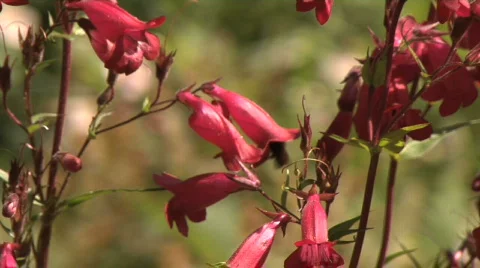 Bee0032 redflower realtime Stock Footage 478744