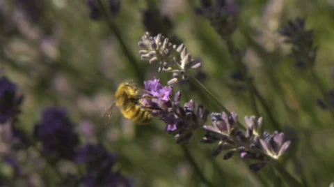 Bee0034 Lavender realtime Stock Footage 478719