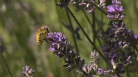 Bee0034 Lavender slomo Stock Footage 478635