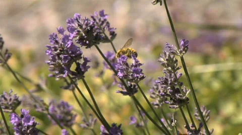 Bee0038 Lavender realtime Stock Footage 481924