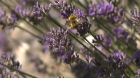 Bee0039 Lavender slomo Stock Footage 477202