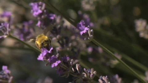Bee0040 Lavender slomo Stock Footage 482947