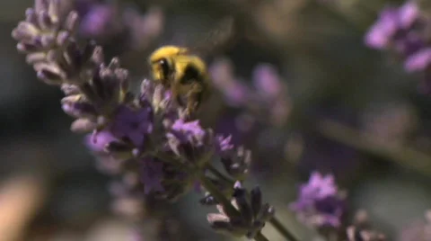 Bee0040Clip2 Lavender slomo Stock Footage 482809