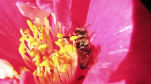 Bee_LDA P 00235 Video stock 8915567