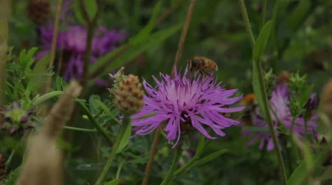 Bee_on_flower Stock Footage 49165325