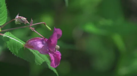 Bee_on_flower_slomo 스톡 동영상 49165091