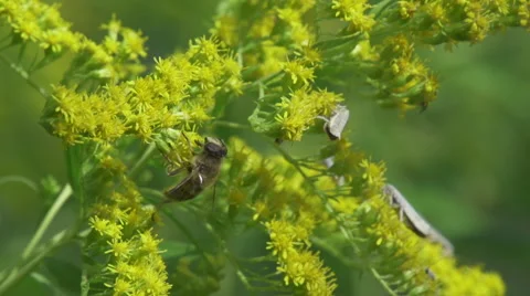 Bee_on_flower_slomo 스톡 동영상 49165546