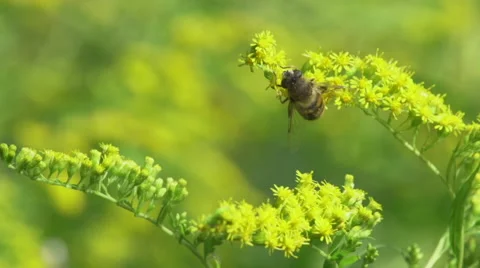 Bee_on_flower_slomo 스톡 동영상 49165561