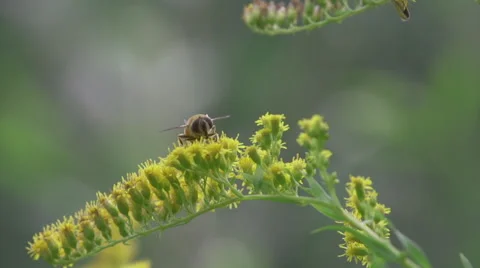 Bee_on_flower_slomo Stock Footage 49165639