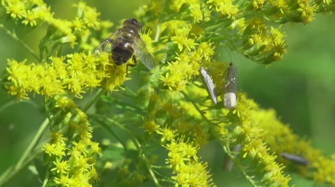 Bee_on_flower_slomo 스톡 동영상 49165724