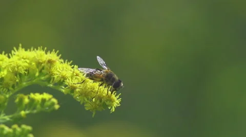 Bee_on_flower_slomo 스톡 동영상 49165753