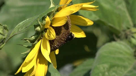 BeeandSunflower1 Stock Footage 93672359
