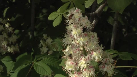 Bee,blossom of horse-chestnut tree/conker Stock Footage 5504409