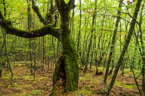 Beech and Oak Forest 스톡 사진